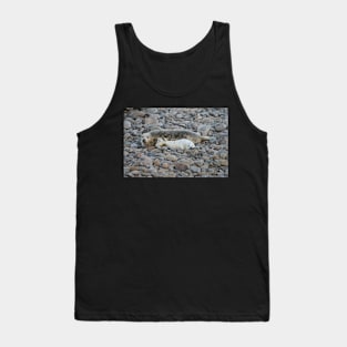 Grey seal & pup Tank Top